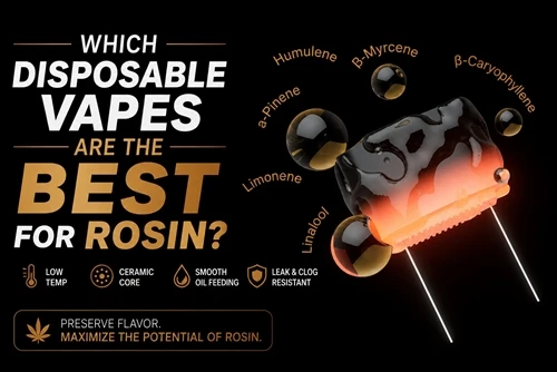 Quelles vapes jetables sont les meilleures pour la colophane ?